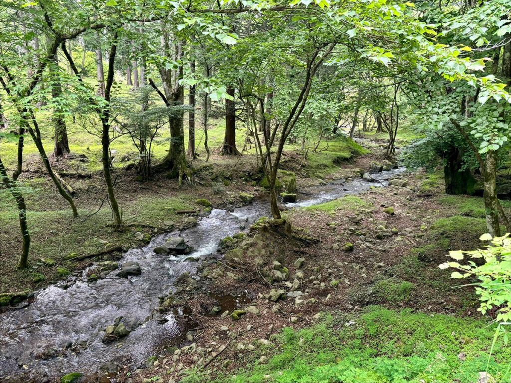 丹沢の森と清流