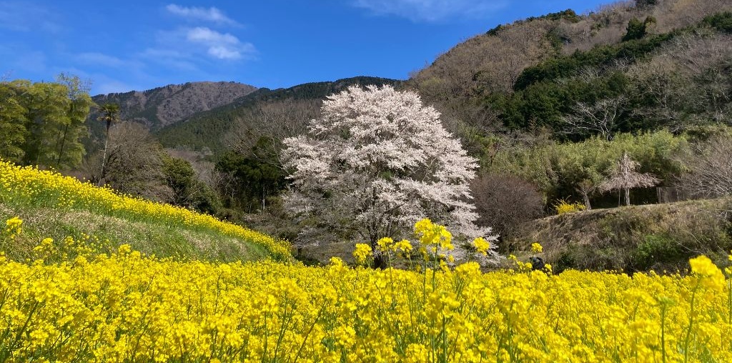 蓑毛の淡墨桜と菜の花畑